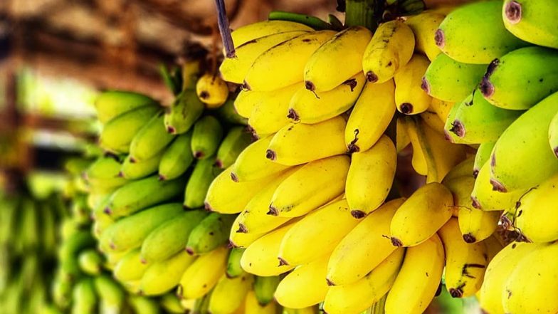 उत्तर प्रदेश से ईरान के लिए समुद्री मार्ग द्वारा केले निर्यात किए जाएंगे