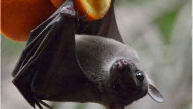 जानलेवा NIPAH वायरस से बचने के लिए अपनाएं ये उपाय