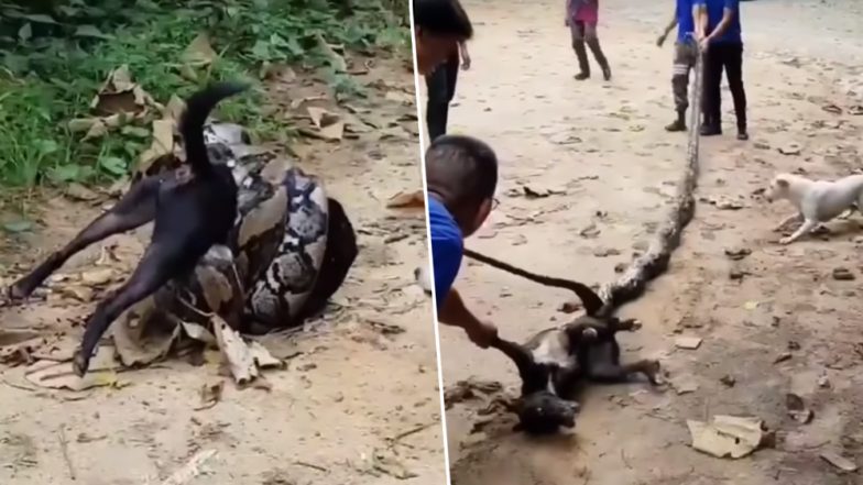 VIDEO: कुत्ता बनने वाला था अजगर का निवाला, लेकिन फिर जो हुआ ?