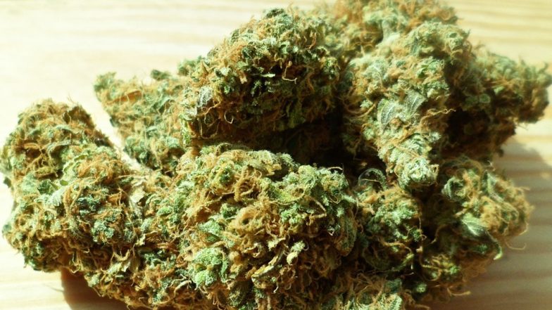 उरुग्वे के बाद अब कनाडा में भी चरस-गांजा रखना, उगाना और बेचना हुआ लीगल