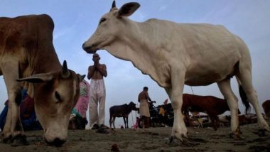 आस्था या अंधविश्वास: उज्जैन में गोवर्धन पूजा के दिन लोगों को गायों से कुचलवाने की है परंपरा
