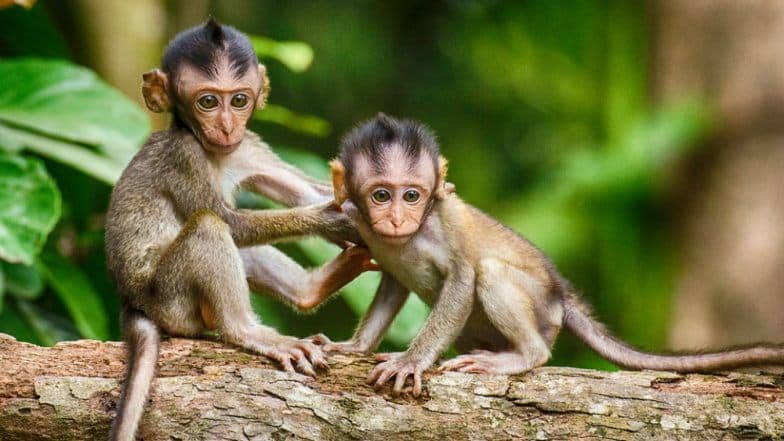 फतेहपुर में बंदरों ने पेड़ से गिराया सुतली बम, 3 ग्रामीण जख्मी