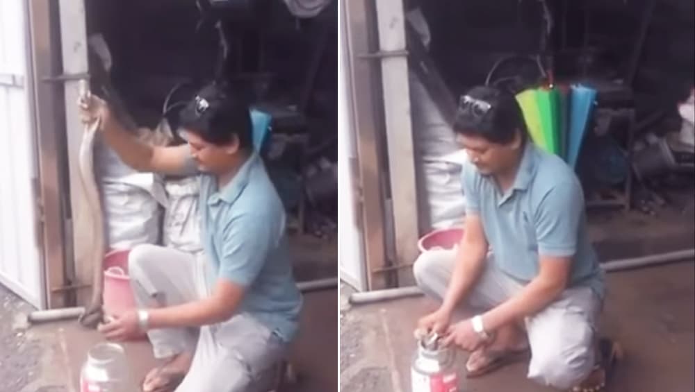 कमजोर दिलवाले इस वीडियो को न देखें: जहरीले कोबरा ने युवक को काटा, ICU में भर्ती