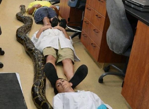 भारतीय अजगर ने दिया 'Super Snakes' को जन्म, शोध में हुआ खुलासा