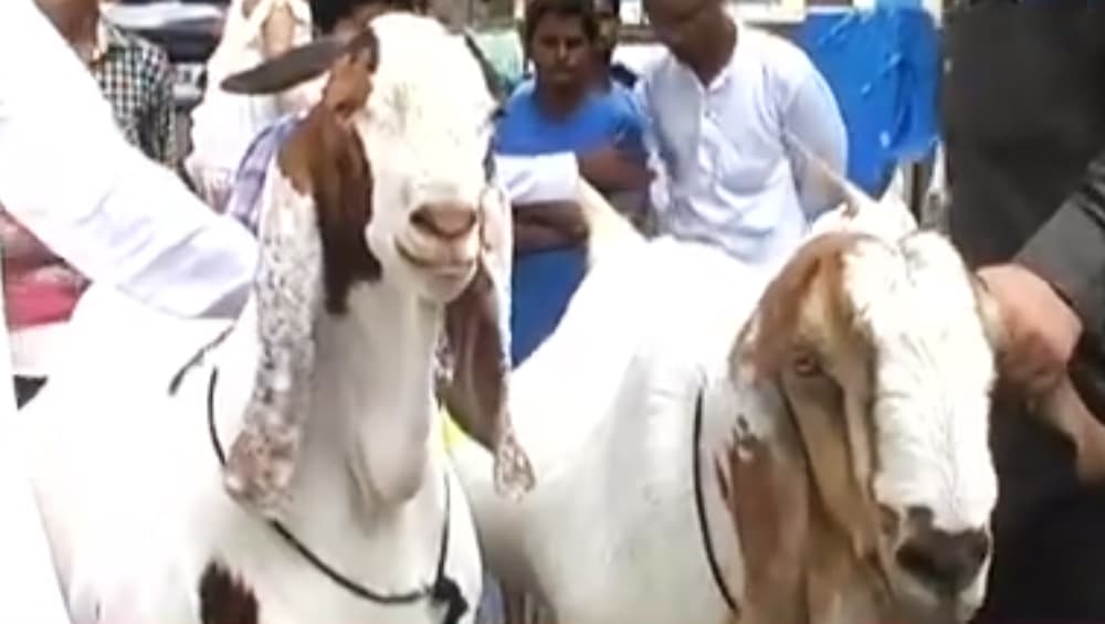 इस साल बकरा ईद पर दी जाएगी, बाहुबली और कटप्पा की कुर्बानी