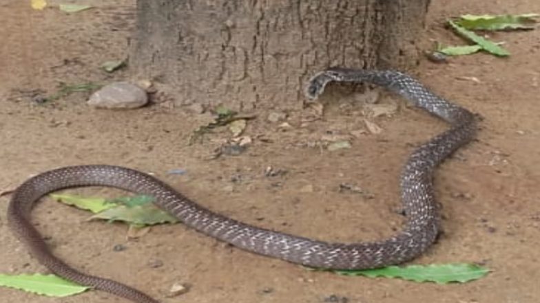 महाराष्ट्र: चैंबर में घुसकर सांप ने जज को डसा, मचा हड़कंप