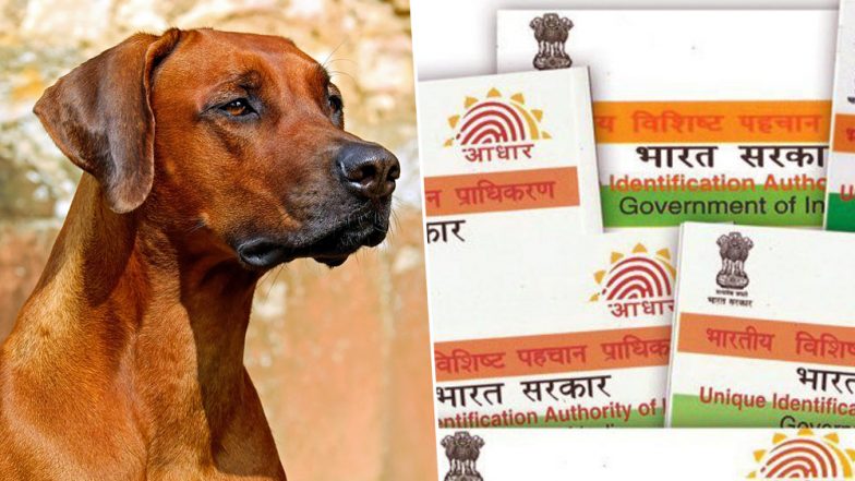 कुत्ते के नाम पर बने राशन कार्ड से लिया जा रहा था अनाज, आधार कार्ड से खुली पोल तो उड़ गए होश