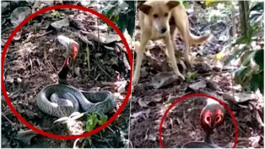 वायरल वीडियो: कोबरा के फन से निकल रही थी लाल रोशनी, लोगों ने कहा नाग देवता, जानें सच्चाई