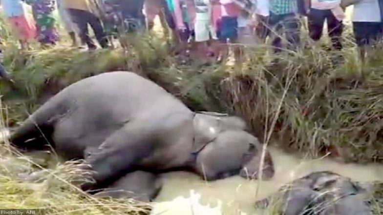 बिहार: समस्तीपुर की चर्चित हथिनी 'रानी' की लंबी बीमारी के बाद मौत