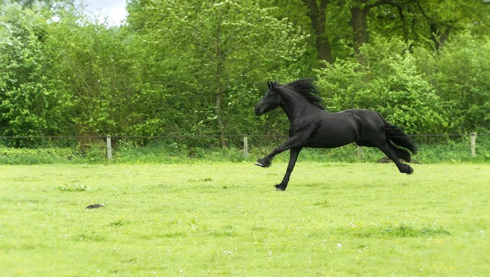 सरकारी कर्मचारी ने घोड़े पर ऑफिस जाने का किया फैसला, उसे बांधने का परमिशन लेटर हुआ वायरल