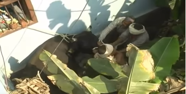 उत्तर प्रदेश के मेरठ में पागल सांड का आतंक, 1 की मौत, कई घायल