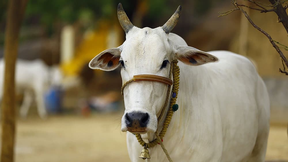 मध्यप्रदेश: गौवंश परिवहन के मामले में 2 आरोपी गिरफ्तार, प्रशासन ने दोनों पर राष्ट्रीय सुरक्षा कानून किया लागु