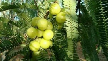 Amla Navami 2018: आंवला नवमी के पर्व से जुड़ी है यह पौराणिक मान्यता, जानें शुभ मुहूर्त और पूजन विधि