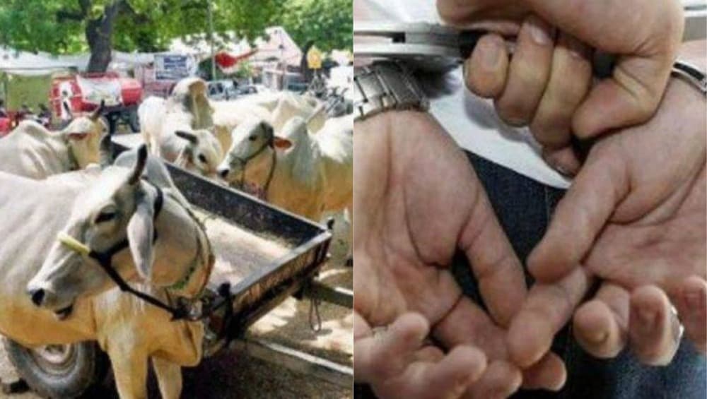 अयोध्या: सात गायों से बलात्कार करनेवाला आरोपी रंगे हाथों गिरफ्तार, सीसीटीवी फुटेज में पूरी घटना रिकॉर्ड