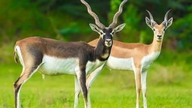 तमिलनाडु के एक पार्क में 31 हिरणों की मौत, विषाक्त पत्तियों के सेवन से गई जान 