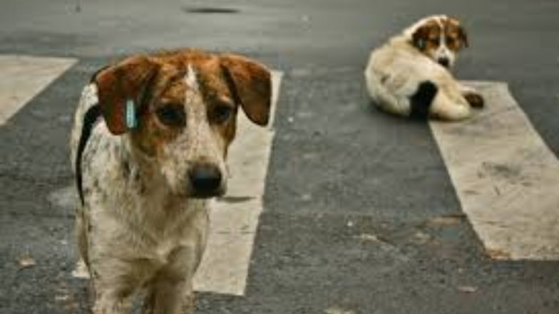 चेन्नई: एग्मोर रेलवे स्टेशन पर 2100 किलो कुत्ते का मांस जब्त, शहर में मची सनसनी