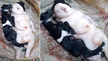 गजब- बकरी ने दिया इंसान और सुअर जैसे दिखने वाले बच्चे को जन्म, देखें Video
