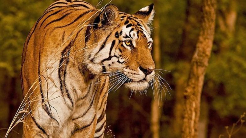 Ratapani Tiger Death: जंगल में मिला बाघ का शव, दोनों पंजे कटे मिले