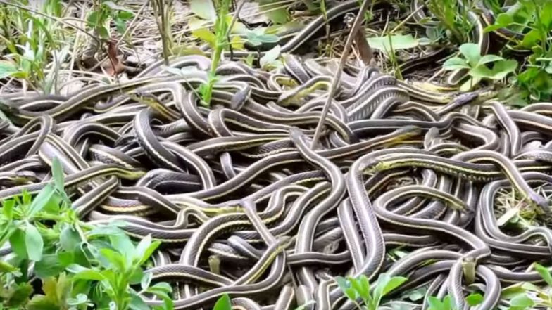 एक बार में 100 नागों के साथ करती है यह नागिन सेक्स, तरीका जानकर दंग रह जाएंगे