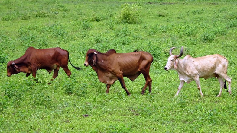 यूपी: दबंगों ने गाय को पीट-पीट कर मार डाला, बचाने आए लोगों पर भी बोला हमला