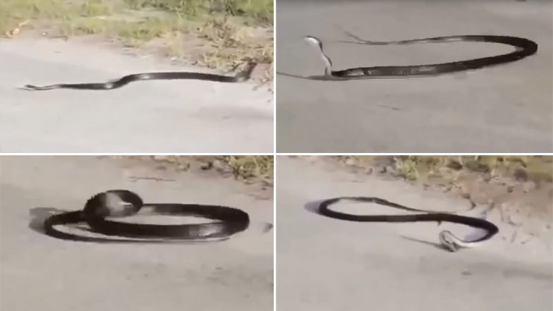 आखिरकार ऐसा क्या हुआ, जो इस जहरीले नाग ने फन पटक-पटक कर बीच सड़क पर कर लिया Suicide..देखें हैरान कर देने वाला VIDEO
