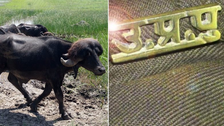 उत्तर प्रदेश: रिपोर्ट दर्ज नहीं करने पर नाराज लोगों ने थाने के सामने बांधी भैंस, पोस्टर लगाकर किया हंगामा