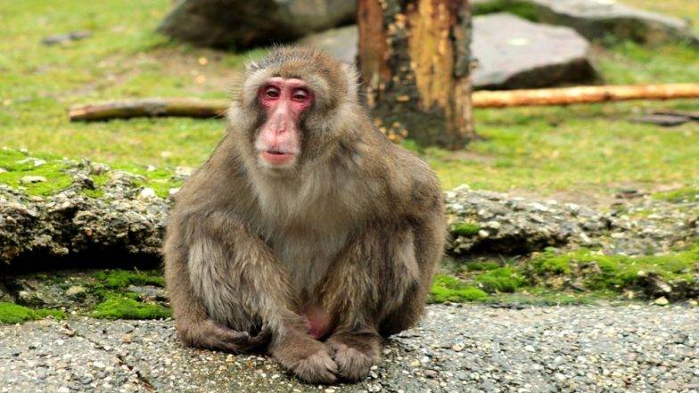 बंदर के प्राइवेट पार्ट छूने पर यौन उत्पीड़न के आरोप में महिला को 3 साल की जेल, देखें वायरल Video
