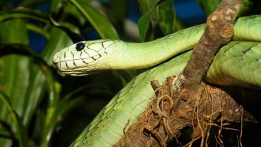 Snake Viral Photo: पब्लिक पार्क में पेड़ से लिपटा हुआ दिखा विशाल सांप, तस्वीर देख आप भी हो जाएंगे सन्न