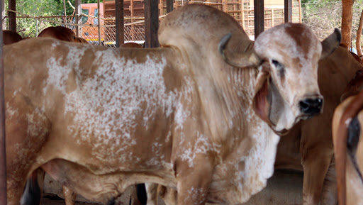 उत्तर प्रदेश में आवारा पशुओं का आतंक, दो किसानों को सांड़ों ने पटक-पटक कर मार डाला, परिवार में मचा कोहराम