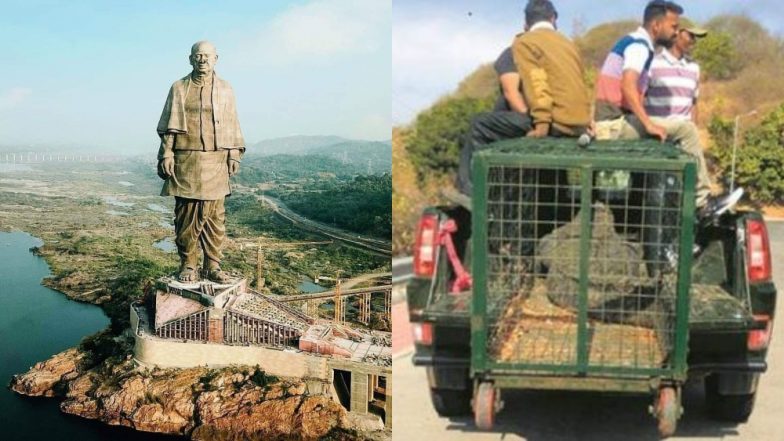 गुजरात: स्टैच्यू ऑफ यूनिटी पर्यटकों की सुरक्षा के लिए मगरमच्छों को किया जा रहा है स्थानांतरित