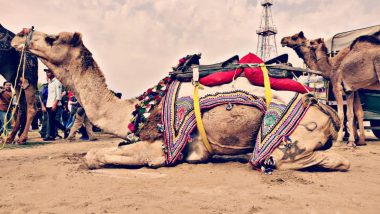 Camel Festival 2019: बीकानेर में 26वें अंतरराष्ट्रीय ऊंट उत्सव की हुई शुरुआत, जहां सांस्कृतिक कार्यक्रमों के साथ उठा सकते हैं ऊंट नृत्य का लुत्फ