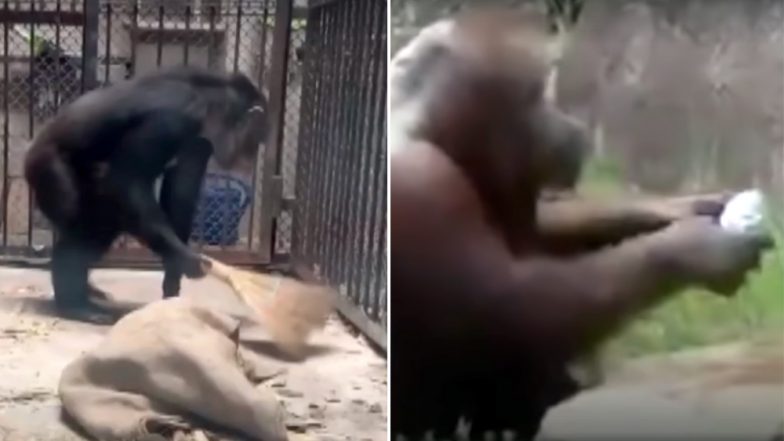 Viral: लड़की को हुआ चिम्पैंजी से प्यार, मिलने न आने पर हो जाता है उदास