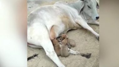 Viral Video: गाय ने मां बनकर Puppies को पिलाया अपना दूध, वीडियो देख आप भी हो जाएंगे भावुक