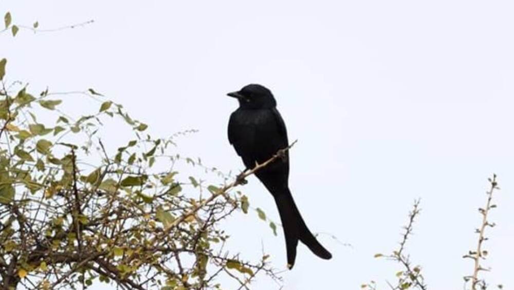 मध्य प्रदेश: बदला लेने के लिए 3 साल से इस शख्स के पीछे पड़ा है कौआ, वजह जानकर उड़ जाएंगे होश मध्य प्रदेश: बदला लेने के लिए 3 साल से इस शख्स के पीछे पड़ा है कौआ, वजह जानकर उड़ जाएंगे होश