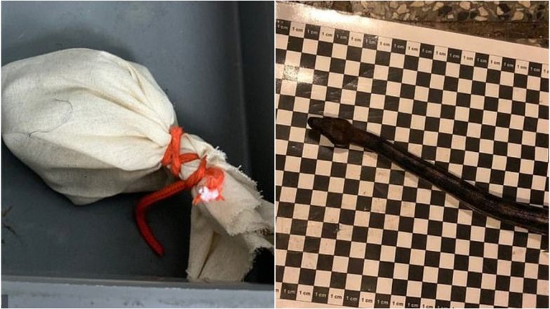 जिंदा सांप पैंट में छुपाकर फ्लाइट से यात्रा करने जा रहा था शख्स, एयरपोर्ट पर पकड़ा गया