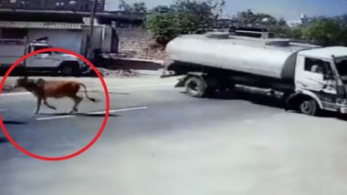 जूनागढ़: जान की बाजी लगाकर टैंकर ड्राइवर ने बचाई गाय की जान, Video हुआ वायरल