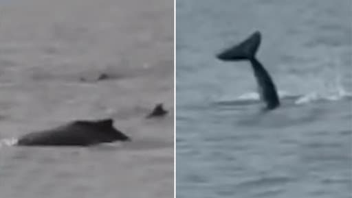 मुंबई: नालासोपारा के राजोडी बीच के पास समुद्र में तैरती दिखीं डॉल्फिन, देखें Video
