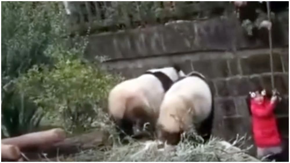 खूंखार जानवर के बाड़े में गिर गई बच्ची, वायरल हो रहा ये खतरनाक VIDEO खूंखार जानवर के बाड़े में गिर गई बच्ची, वायरल हो रहा ये खतरनाक VIDEO