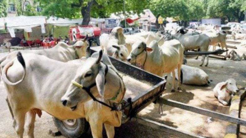 गुजरात: गाय से टकराने के बाद बाइक सवार की हुई मौत, पुलिस ने दायर किया मुकदमा गुजरात: गाय से टकराने के बाद बाइक सवार की हुई मौत, पुलिस ने दायर किया मुकदमा