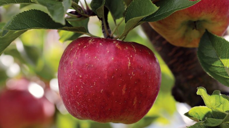रोजाना खाएं एक Apple, डॉक्टर के पास जाने की नहीं आएगी नौबत, जानिए सेब के सेहतमंद फायदे