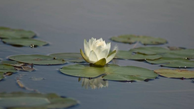 World Wetlands Day 2019: 2 फरवरी को मनाया जाता है विश्व वेटलैंड्स दिवस, जानिए जलवायु संरक्षण के लिए आद्रभूमि को क्यों माना जाता है महत्वपूर्ण?