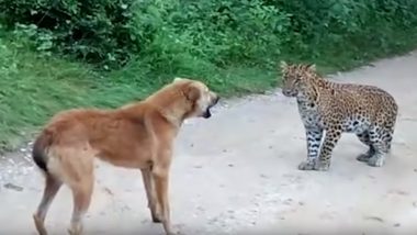 कुत्ते का शिकार करने आया था तेंदुआ, कुत्ते ने भेज दिया उल्टे पांव वापस, देखें वायरल Video