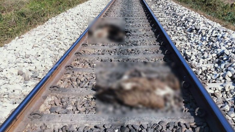 तमिलनाडु: इंजिनियरिंग के 4 छात्रों को चेन्नई एक्सप्रेस ने रौंदा, पटरी पर बैठकर पी रहे थे शराब
