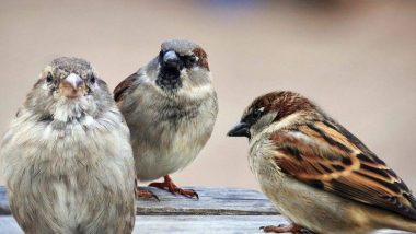 World Sparrow Day 2019: विश्व गौरैया दिवस आज, इस नन्ही चिड़िया के अस्तित्व को बचाना दुनिया के लिए एक बड़ी चुनौती