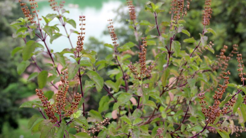 Tulsi Vivah 2019: प्रदूषण दूर करता है तुलसी का पौधा, जानें इसके आयुर्वेदिक और वैज्ञानिक महत्व