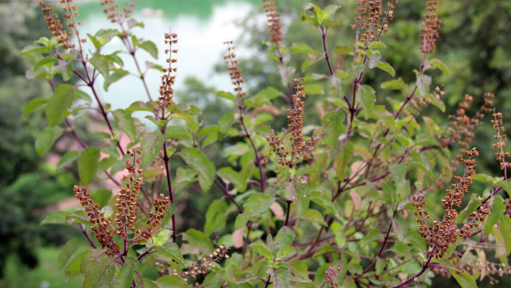 Tulsi Vivah 2019: प्रदूषण दूर करता है तुलसी का पौधा, जानें इसके आयुर्वेदिक और वैज्ञानिक महत्व Tulsi Vivah 2019: प्रदूषण दूर करता है तुलसी का पौधा, जानें इसके आयुर्वेदिक और वैज्ञानिक महत्व