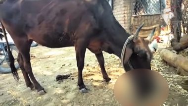 महाराष्ट्र में गाय ने खाया चिकन, वीडियो हुआ वायरल