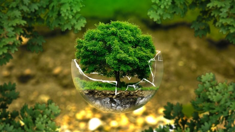 International Day of Forests 2019: क्यों मनाया जाता है अंतरराष्ट्रीय वन दिवस, जानिए कैसे जंगलों की लगातार घटती संख्या बन रही है पर्यावरण के लिए एक बड़ी चुनौती