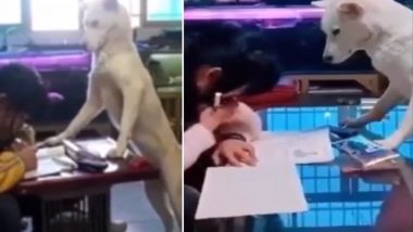 इस बच्ची को फोन से दूर रखकर उससे होमवर्क करवाता है कुत्ता, देखें वायरल वीडियो