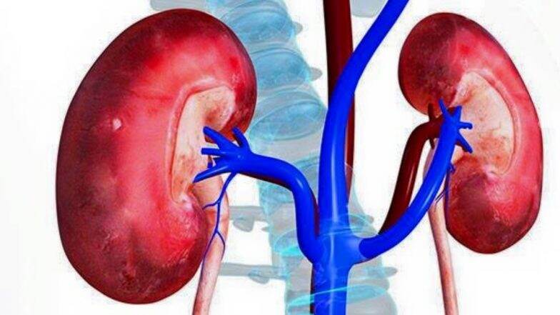प्राकृतिक तरीके से किडनी की सफाई करती हैं ये 5 चीजें, जरूर करें इनका सेवन प्राकृतिक तरीके से किडनी की सफाई करती हैं ये 5 चीजें, जरूर करें इनका सेवन